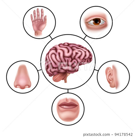 Five Senses Brain Educational Illustration Diagram 94178542