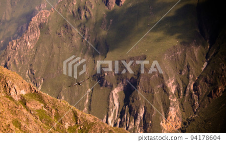 Condors above the Colca canyon at Condor Cross or Cruz Del Condor viewpoint, Chivay, Peru 94178604