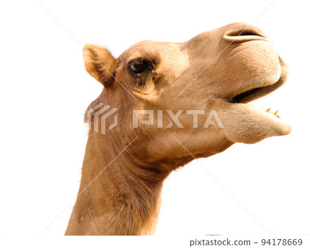Portrait of funny camel head, Sharjah, UAE 94178669