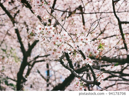 Cherry Blossom Cherry Blossom 94178706