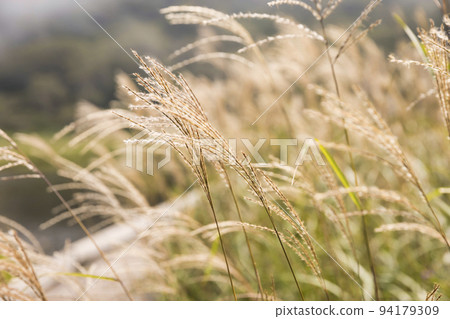 Susuki在風中搖曳 Susuki在風中搖曳 94179309