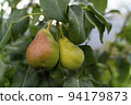 Pears on a branch. Vegetable background macro texture copyspace. Good quality photos 94179873