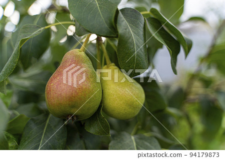 Pears on a branch. Vegetable background macro texture copyspace. Good quality photos Pears on a branch. Vegetable background macro texture copyspace. Good quality photos 94179873