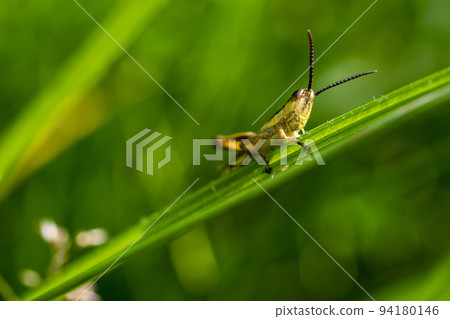 A grasshopper resting on a grass blade. A macro photo of a grasshopper. 94180146