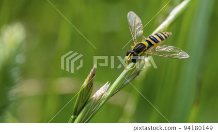 Close-up of a striped fly with burgundy eyes. Macro photo of a striped fly.Hoverfly, Flower Fly Or Syrphid Flies Macro Photo Of Insect Family Syrphidae 94180149