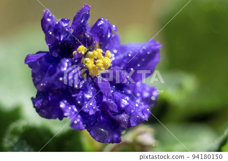 Dark blue flowering macro plant with Saintpaulia dew with yellow stamens on a black background Dark blue flowering macro plant with Saintpaulia dew with yellow stamens on a black background 94180150