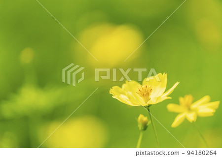 Scenery of the park, yellow cosmos in full bloom, Kawasaki Town, Miyagi Prefecture 94180264