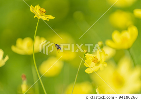 Scenery of the park, yellow cosmos in full bloom, Kawasaki Town, Miyagi Prefecture 94180266