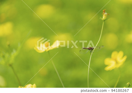 宮城縣川崎町公園風景，盛開的黃色波斯菊 94180267