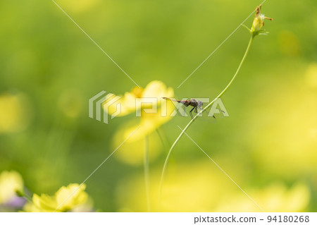 宮城縣川崎町公園風景,盛開的黃色波斯菊 宮城縣川崎町公園風景,盛開的黃色波斯菊 94180268