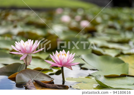 宮城縣川崎鎮池塘里盛開的睡蓮公園景觀 94180616