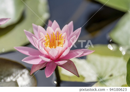 Landscape of the park Water lilies blooming in the pond Kawasaki Town, Miyagi Prefecture 94180623