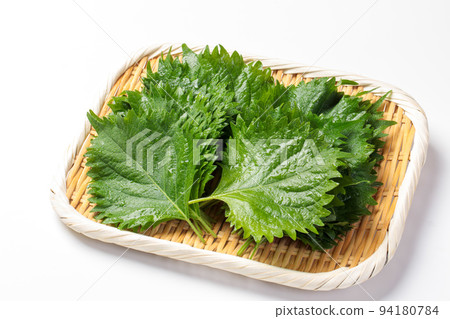 Shiso leaves in a colander 94180784