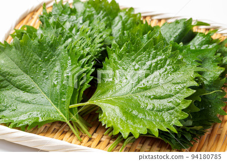 Shiso leaves in a colander 94180785