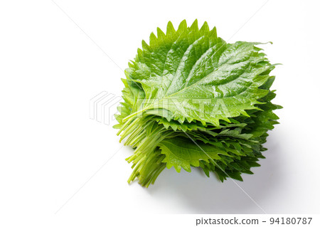 Perilla leaf on white background Perilla leaf on white background 94180787