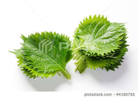 Perilla leaf on white background Perilla leaf on white background 94180788