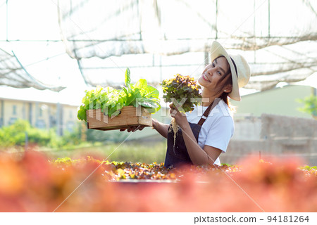 Owner farmer working and care vegetable or nurse growth plants Hydroponic organic in greenhouse. Owner farmer working and care vegetable or nurse growth plants Hydroponic organic in greenhouse. 94181264