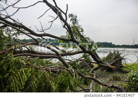 The tree was destroyed by the storm's intensity The tree was destroyed by the storm's intensity 94181407