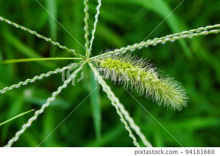 A foxtail and a foxtail with florets attached to each other 94181660