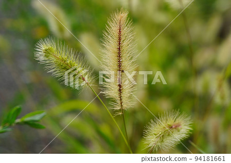 Green foxtail with no florets in late summer 94181661