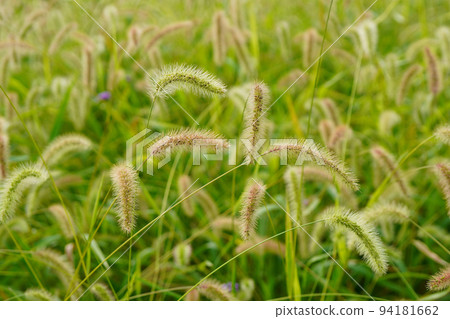 In the late summer, maybe it's a red foxtail with small flowers? 94181662