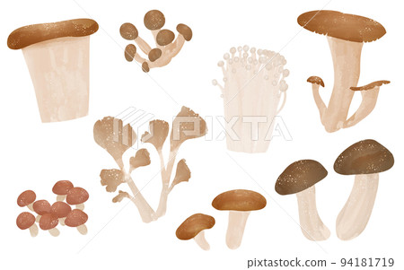 秋天的味道，蘑菇的簡單圖解：松茸，舞茸，香菇等 94181719