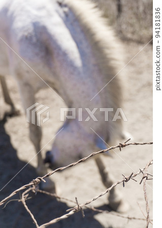 The old white horse bows behind barbed wire The old white horse bows behind barbed wire 94181836