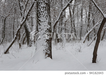 Snow winter in the forest, snowy windows  94182843