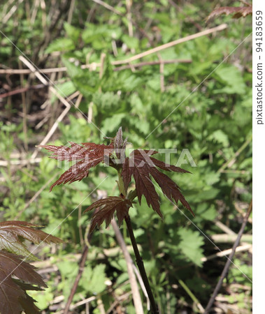 Young red acer leaves in the morning spring forest 94183659