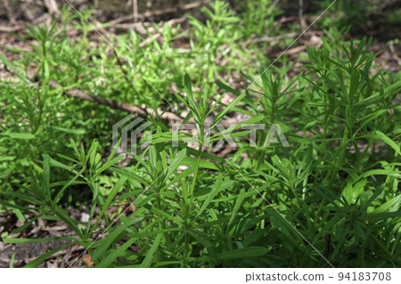 Galium aparine In the morning forest 94183708