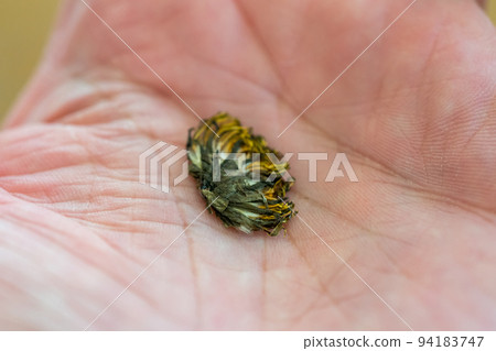 蒲公英 手 碎 94183747