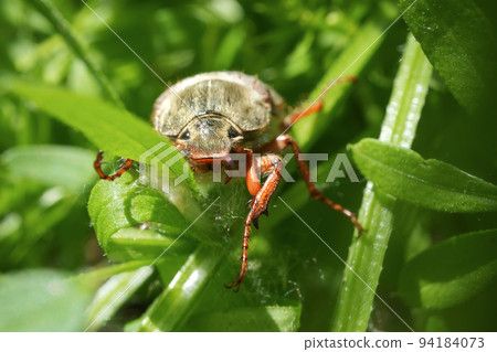 Melolontha in the summer forest, cockchafer macro	 94184073