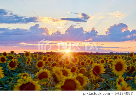 evening on the field evening on the field 94184097