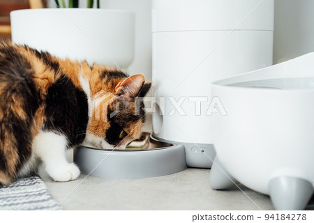 Close up multicolor cat eating from automatic smart feeder in cozy home interior. Home life with a pet. Healthy pet food diet concept. Selective focus, copy space Close up multicolor cat eating from automatic smart feeder in cozy home interior. Home life with a pet. Healthy pet food diet concept. Selective focus, copy space 94184278