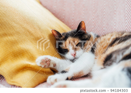 Close up Portrait of pleased, well-fed, lazy multicolor cat sleeping on the yellow cushion on the couch. Funny fluffy cat in cozy home atmosphere. Selective focus, copy space. 94184303