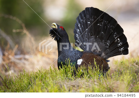 Western capercaillie lekking on grass in autumn nature 94184495