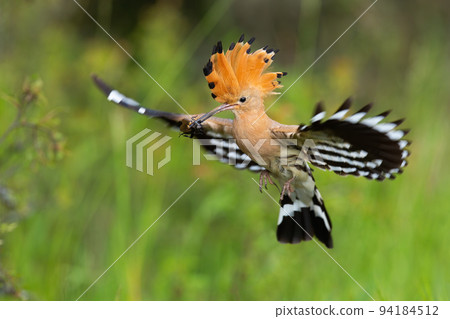 Eurasian hoopoe landing on green meadow in summertime Eurasian hoopoe landing on green meadow in summertime 94184512
