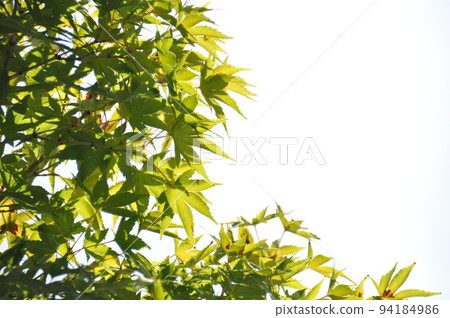 Late summer scenery Maple leaves before they change color Late summer scenery Maple leaves before they change color 94184986