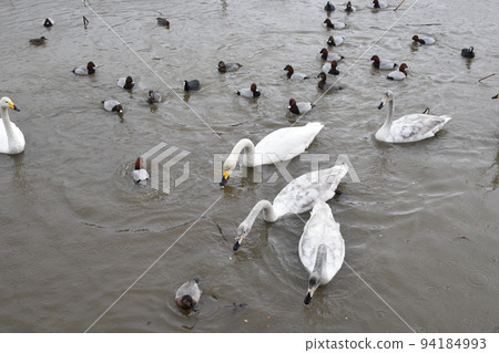 Swans and ducks of Nagasu Oike 94184993
