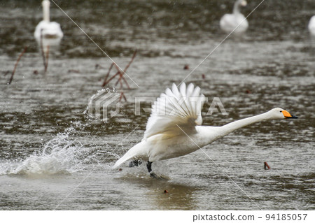 Swans of the swan 94185057
