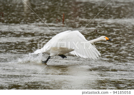 天鵝的天鵝 天鵝的天鵝 94185058