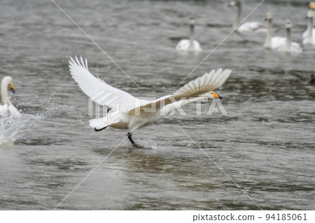 天鵝的天鵝 天鵝的天鵝 94185061