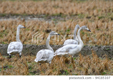 稻田的天鵝 94185107