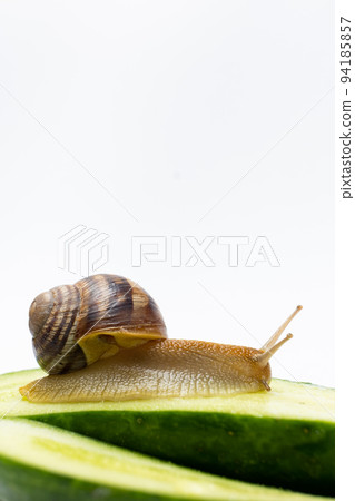Large grape garden snail Helix pomatia sits and eats cucumber. A place for text on a white background. 94185857