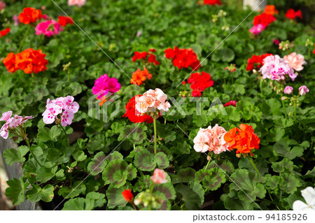 Blooming geranium in greenhouse Blooming geranium in greenhouse 94185926
