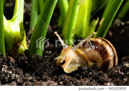 Inquisitive garden large grape snail Helix pomatia crawls in the grass and looks into the camera, a place to text. 94185959