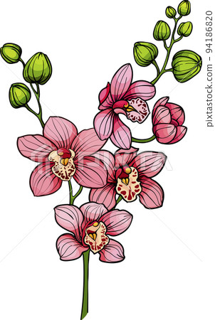branch with pink orchid flowers, vector illustration, orchid brunches branch with pink orchid flowers, vector illustration, orchid brunches 94186820