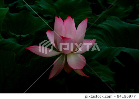 神秘的蓮花 94186977