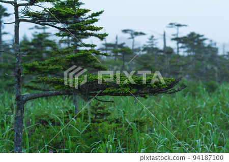 foggy morning landscape with beautiful twisted stunted pines foggy morning landscape with beautiful twisted stunted pines 94187100