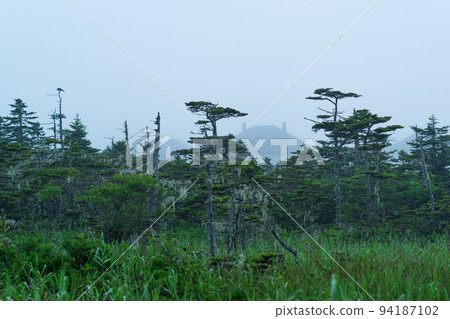 foggy morning landscape with beautiful mossy stunted pines and the roofs of village houses in the background 94187102